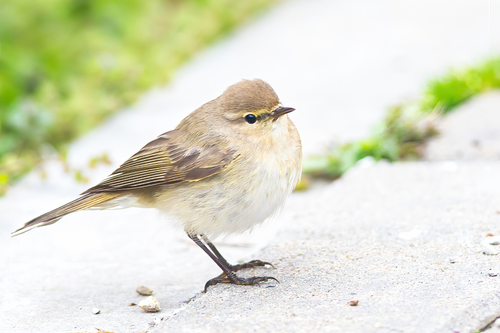 Common Chiffchaff