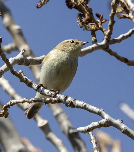 Common Chiffchaff