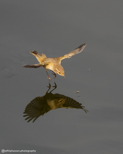 Common Chiffchaff
