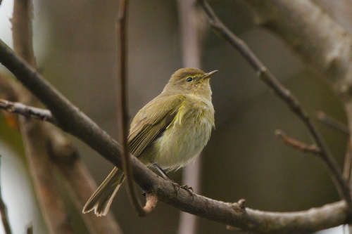 Common Chiffchaff