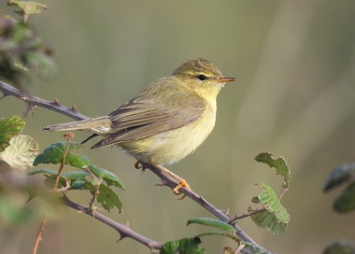 Willow Warbler
