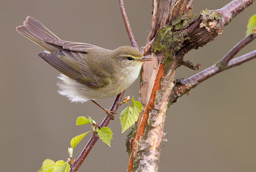 Willow Warbler