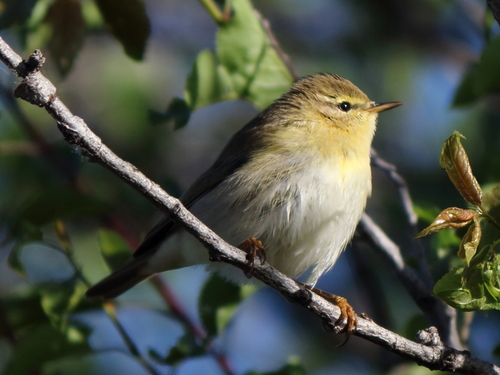 Willow Warbler