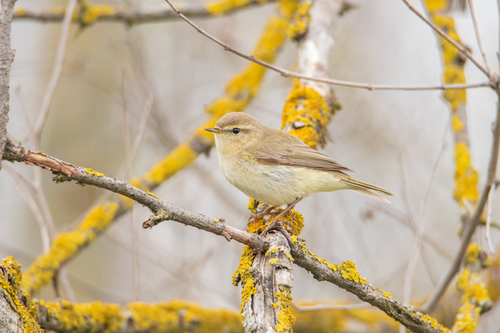 Willow Warbler
