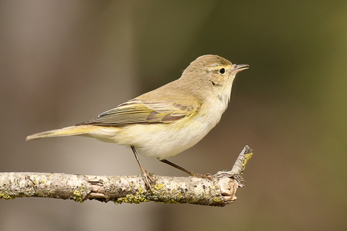 Willow Warbler