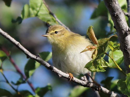 Willow Warbler