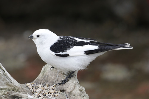 Snow Bunting