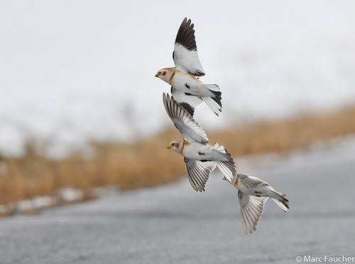 Snow Bunting