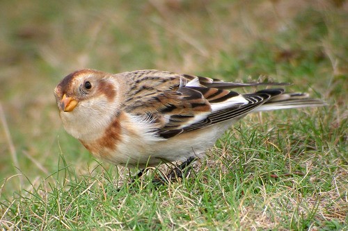 Snow Bunting