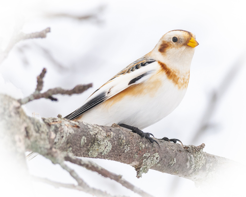 Snow Bunting