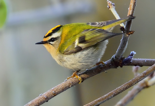 Common Firecrest
