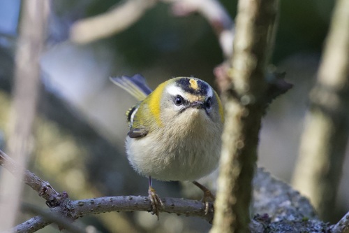 Common Firecrest