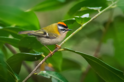 Common Firecrest
