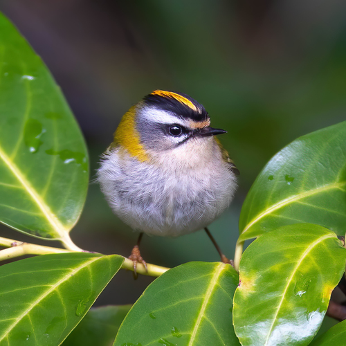 Common Firecrest