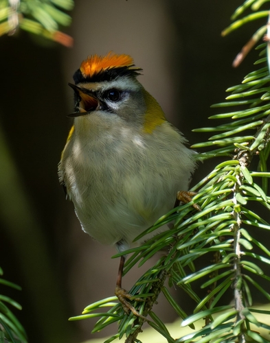 Common Firecrest
