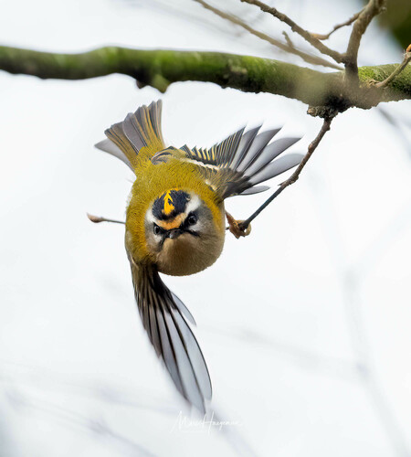 Common Firecrest