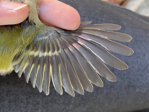 Common Firecrest