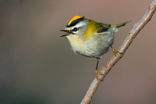 Common Firecrest