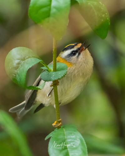 Common Firecrest