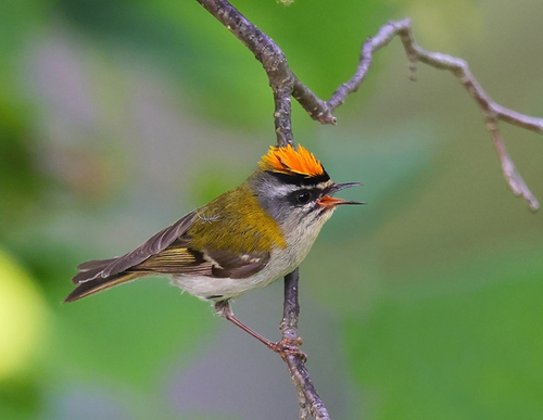 Common Firecrest