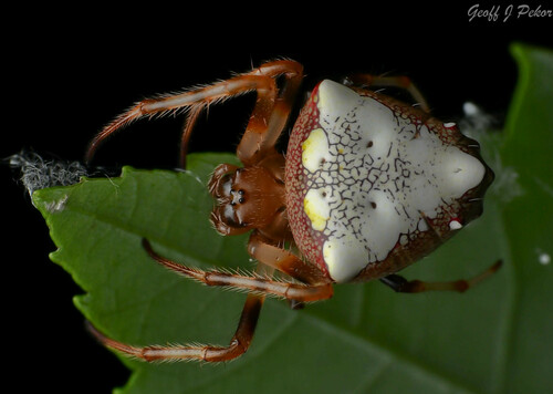 Arrowhead Orbweaver