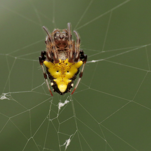 Arrowhead Orbweaver