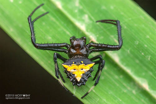 Arrowhead Orbweaver