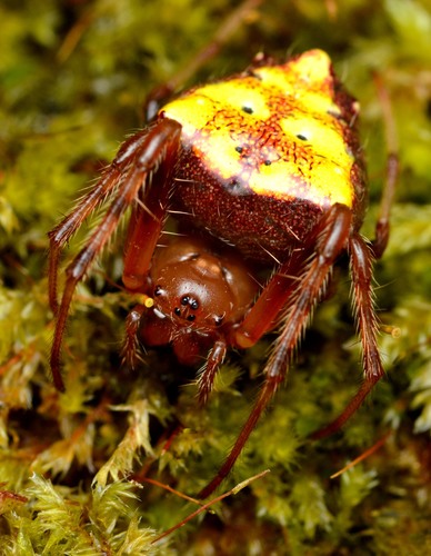 Arrowhead Orbweaver