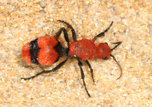 Common Eastern Velvet Ant