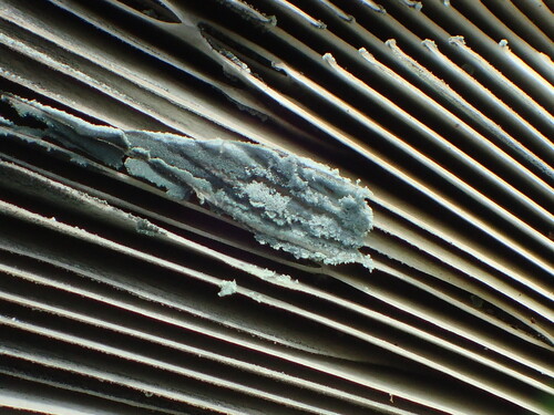 Green-spored Parasol