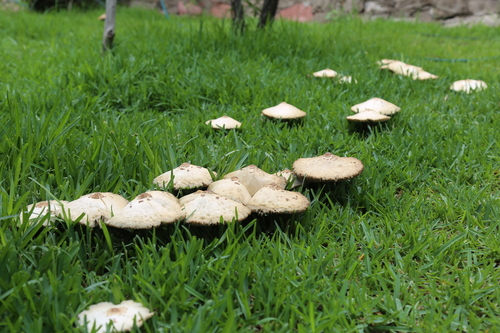 Green-spored Parasol