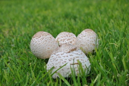 Green-spored Parasol