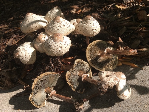 Green-spored Parasol