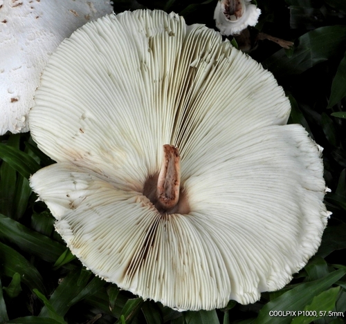 Green-spored Parasol