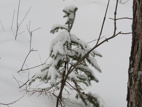 white spruce