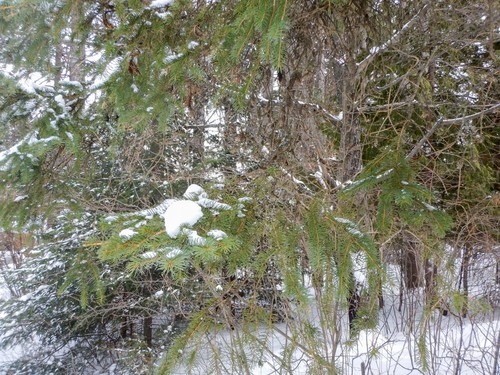 white spruce