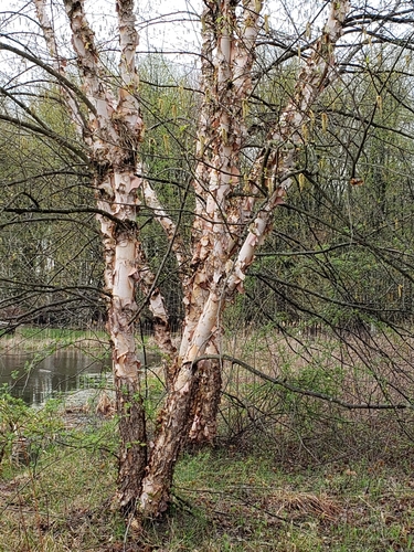 river birch