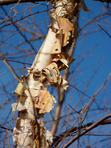river birch