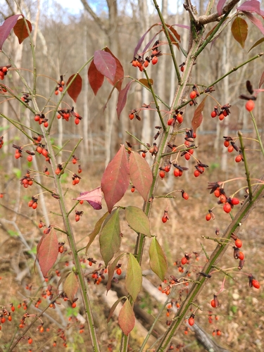 winged euonymus