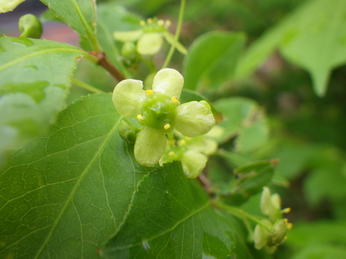 winged euonymus