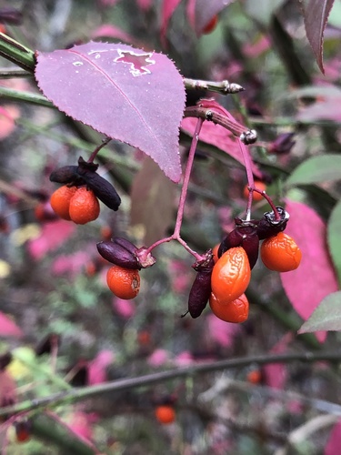 winged euonymus