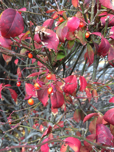 winged euonymus