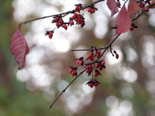 winged euonymus