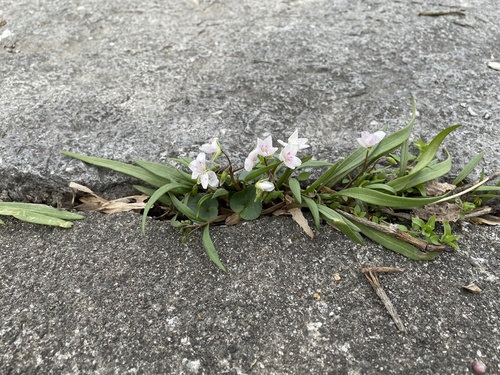 Virginia Springbeauty