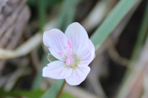 Virginia Springbeauty
