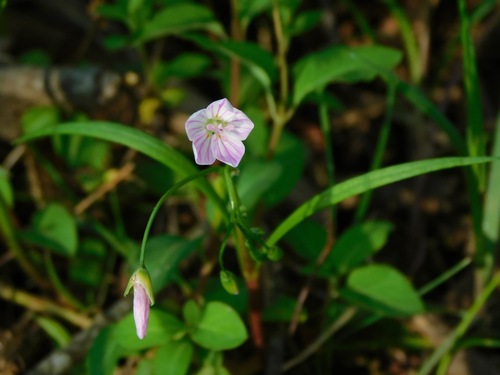 Virginia Springbeauty