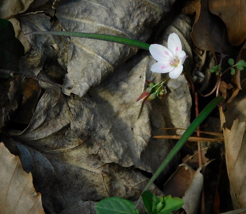 Virginia Springbeauty