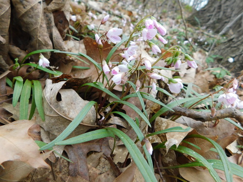 Virginia Springbeauty