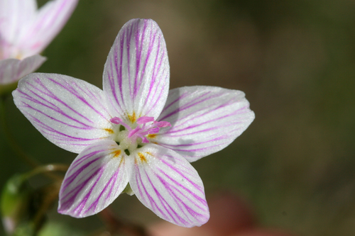 Virginia Springbeauty