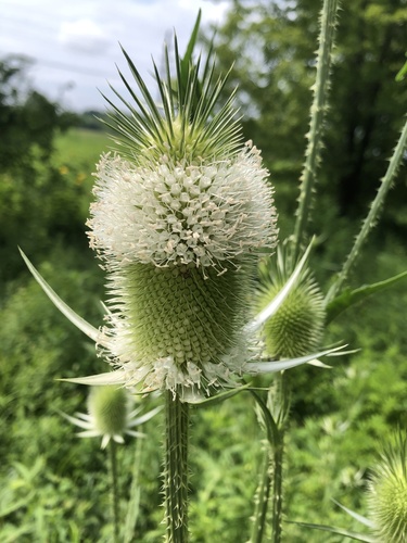 cutleaf teasel